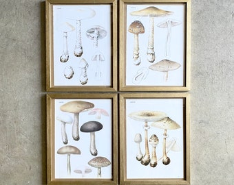 Set of Four Unframed Mushroom Prints - Book Pages - Beige Cream White Brown Neutrals - Botanical Wall Art - Gallery Wall