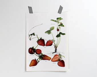 Vintage Print  -  Strawberries  - Book Plate  - 1965