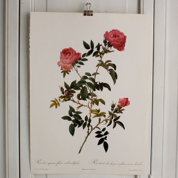 Large Vintage Pierre Redoute Book Plate - Roses