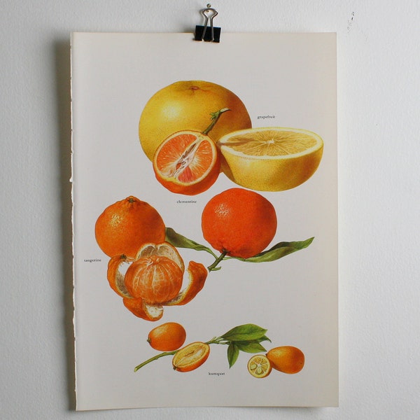 Vintage Print  - Grapefruit, Clementine, Tangerine, Kumquat  - Book Plate  - 1965