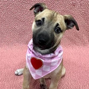 Valentine's Day dog bandana with Red Chenille Heart Patch-Over the collar style with pink checkered pattern-Dog date night