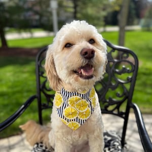 Lemon Dog Bandana- Over the collar style-Yellow fruit with navy stripes-Preppy Southern Vibes