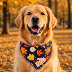 May include: A golden retriever dog wearing a dark blue triangular bandana featuring a pattern of colorful autumn leaves and apple slices. A rectangular white fabric patch is sewn onto the bandana with the name Chloe printed in orange script.