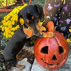 May include: A black and brown dachshund wearing a pumpkin-themed bandana is standing on its hind legs with its front paws resting on a large, red, ceramic pumpkin with a jack-o'-lantern face.