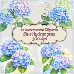 May include: A watercolour illustration featuring blue hydrangeas with green leaves. The image includes the text "12 transparent Cliparts Blue Hydrangeas 300 dpi" in a decorative frame. The flowers are in shades of blue, purple, and pink.