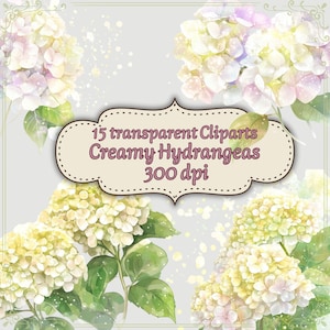 Pode incluir: Ilustração em aquarela de hortênsias cremosas em tons de branco, amarelo e roxo, com folhas verdes. A imagem inclui o texto: "15 transparent Cliparts Creamy Hydrangeas 300 dpi."