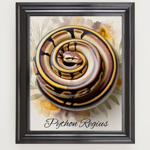 Op de afbeelding: Een ingelijste illustratie van een opgerolde koningspython met bruine, beige en gele schubben. De slang staat tegen een achtergrond van aquarel bloemmotieven. De tekst "Python Regius" staat in cursief onderaan de afbeelding.