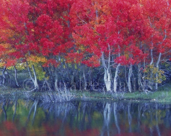 Red Aspens in Fall 8x10 Color Photograph