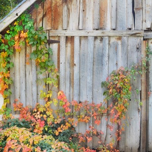 Rustic Barn Doors In Fall Genoa Nevada