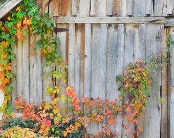 Rustic Barn Doors In Fall Genoa Nevada