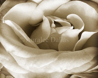 Sepia Rose Fine Art Photograph Warm Brown and Creamy White Wall Decor