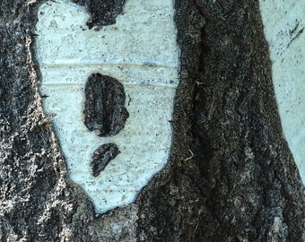 The Love Tree Photograph Aspen Bark with Heart