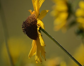 Wild Sunflowers at Roadside