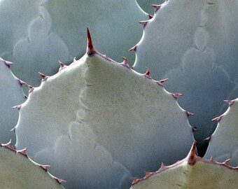 Cactus Photo Fine Art Botanical Photograph Muted Green Gray Wall Decoración