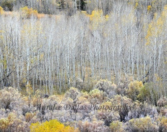 Aspens Trees Fall Scenic Eastern Sierra Photograph