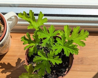 Lemon Geranium house plant