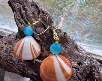 Shell earrings: tiger shell, blue/clear seaglass, gold