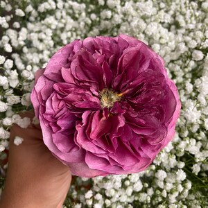 Preserved flowers, dried and pressed wedding bouquets