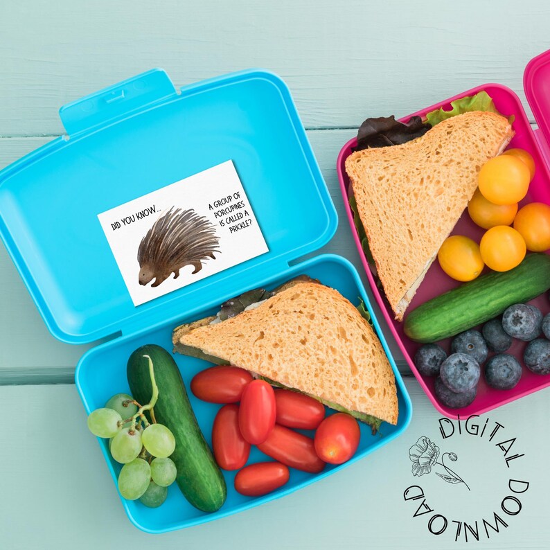 May include: Two blue and pink lunchboxes with sandwiches, grapes, cucumbers, tomatoes, and blueberries. A card in the blue lunchbox says "Did you know? A group of porcupines is called a prickle?"