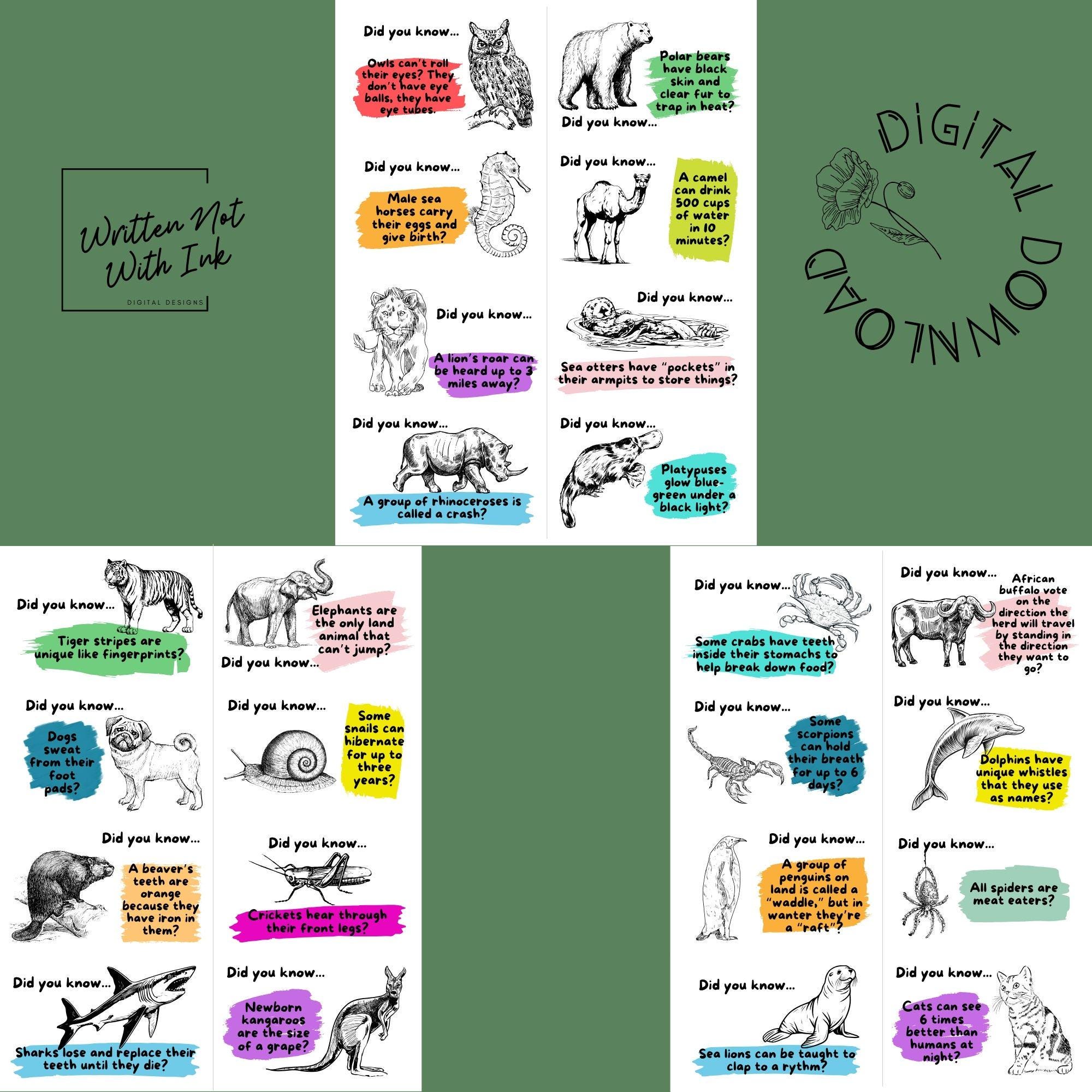 24 Animal Facts Notes | Lunch Box Notes for Kids | Printable - Etsy