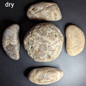 Puede incluir: Cinco piedras secas y lisas de diversas formas y tama&ntilde;os est&aacute;n dispuestas sobre una superficie oscura. Las piedras var&iacute;an en color desde el marr&oacute;n claro hasta el marr&oacute;n, con texturas y patrones visibles. La palabra "dry" est&aacute; en la esquina superior izquierda.