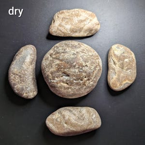 Puede incluir: Cinco piedras lisas y erosionadas de diversas formas y tama&ntilde;os est&aacute;n dispuestas sobre una superficie negra. Las piedras son principalmente tonos marrones y beige, con texturas y patrones visibles. La palabra "dry" est&aacute; en la esquina superior izquierda.