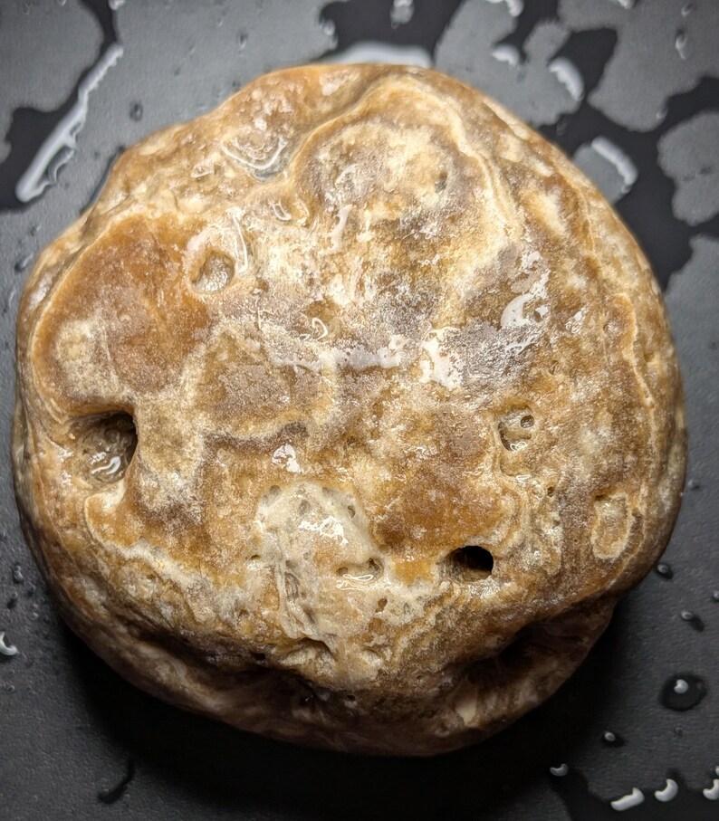 Puede incluir: Primer plano de una piedra redondeada de color marr&oacute;n claro con una superficie texturizada. La piedra tiene una variedad de colores, incluyendo beige y blanco, con varios agujeros peque&ntilde;os. La piedra est&aacute; mojada y hay gotas de agua alrededor.