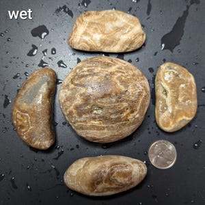 Puede incluir: Un conjunto de piedras lisas y h&uacute;medas en tonos marrones y beige, con patrones arremolinados &uacute;nicos. La palabra "wet" es visible en la esquina superior izquierda. Se incluye una moneda para comparar el tama&ntilde;o. Las piedras var&iacute;an en forma y tama&ntilde;o.