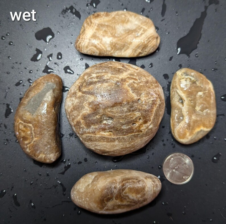 Puede incluir: Un conjunto de piedras lisas y h&uacute;medas en tonos marrones y beige, con patrones arremolinados &uacute;nicos. La palabra "wet" es visible en la esquina superior izquierda. Se incluye una moneda para comparar el tama&ntilde;o. Las piedras var&iacute;an en forma y tama&ntilde;o.