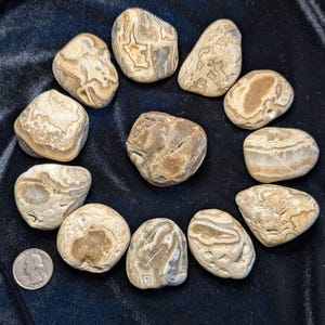 May include: A collection of twelve polished stones in shades of tan, brown, and cream, arranged in a circle. The stones vary in size and shape, with unique patterns and textures. A quarter coin is included for size reference.