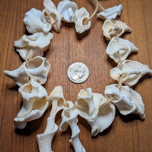 May include: A necklace made of various white seashells strung together with twine. The shells have unique shapes and textures, and a US quarter is placed nearby for size comparison. The necklace is displayed on a wooden surface.