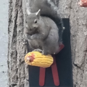 May include: A gray squirrel perched on a wooden feeder, eating a yellow corn cob. The feeder has red wooden sticks attached to it.