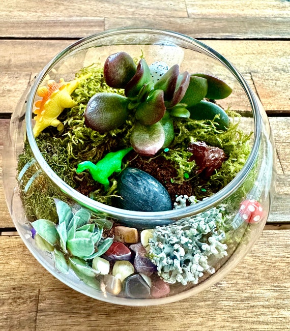 Dinosaur Terrarium Kit: DIY Succulent Garden Craft for Kids - Etsy
