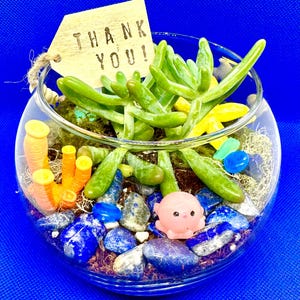 Mini kit de 2 terrariums sous-marins, terrarium à faire soi-même, travaux manuels pour enfants, terrarium de plantes succulentes plantés, cadeau de remerciement, bonbonnière, kit de plantes succulentes