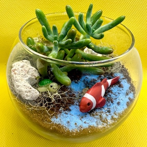 Mini kit de terrarium sous la mer 1, terrarium à faire soi-même, travaux manuels pour enfants, terrarium de plantes succulentes plantés, cadeau de remerciement, bonbonnière, kit de plantes succulentes