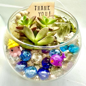 Mini kit de 5 terrariums sous-marins, terrarium à faire soi-même, travaux manuels pour enfants, terrarium de plantes succulentes plantés, cadeau de remerciement, bonbonnière, kit de plantes succulentes