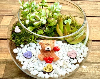 Valentine's Day DIY Terrarium Kit: Succulent Garden Gift Box