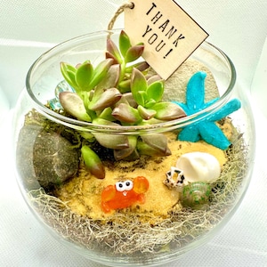 Mini kit de 3 terrariums sous-marins, terrarium à faire soi-même, travaux manuels pour enfants, terrarium de plantes succulentes plantés, cadeau de remerciement, bonbonnière, kit de plantes succulentes