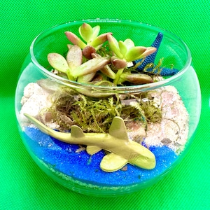 Mini kit de 4 terrariums sous-marins, terrarium à faire soi-même, travaux manuels pour enfants, terrarium de plantes succulentes plantés, cadeau de remerciement, bonbonnière, kit de plantes succulentes