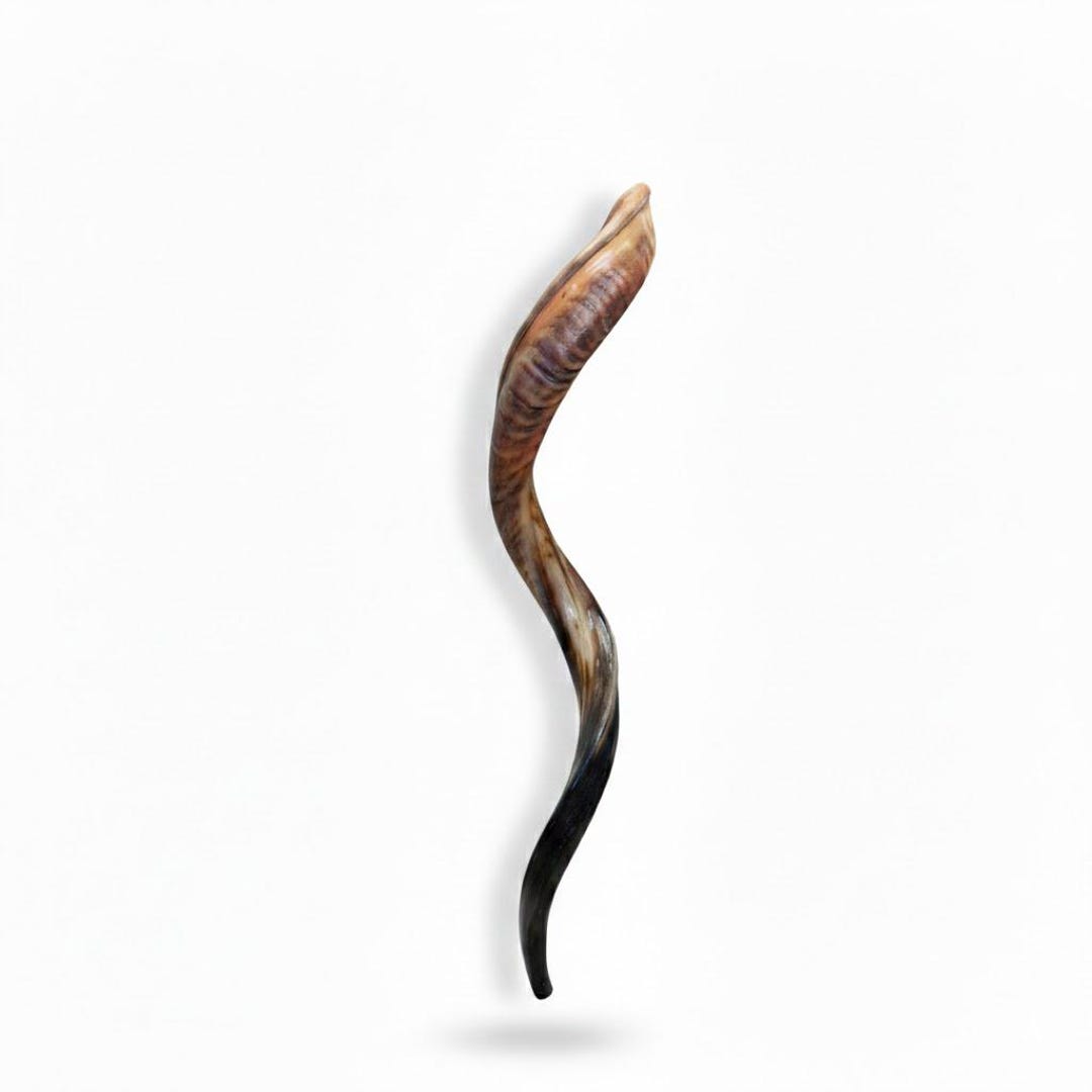 Jesish Instruments LARG- Handmade Kosher Ram's Horn Shofar | Polished Jewish Instrument ...