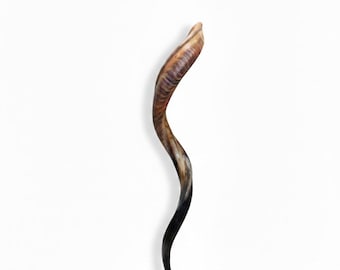 LARG- Handmade Kosher Ram's Horn Shofar | Polished Jewish Instrument from Israel