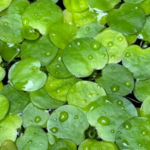 May include: A dense cluster of floating aquatic plants featuring numerous small, rounded, light green leaves. Each leaf has a smooth, matte texture and is covered with scattered, clear water droplets resting on the surface of the foliage.