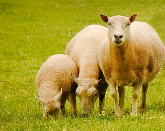 Animal Fine Art Photography - Family of Sheep