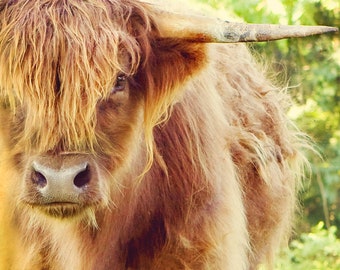 Brown Cow