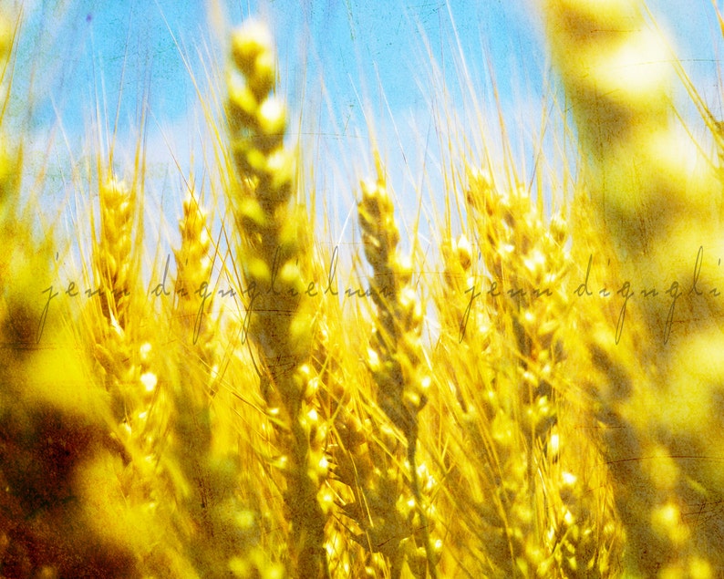 Autumn landscape photography art print Yellow fall foliage rustic harvest country field image 1