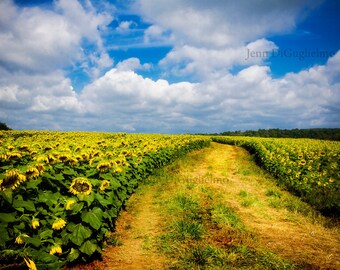 Sunflowers Fine Art Photography