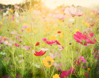 Nature Photography, fine art flower garden photography -  pink yellow green wildflowers for her, gift under 30