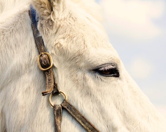 Fine art photography White Horse Portrait