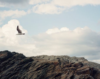 Beach photography -  sandy summer beach ocean seagull blue neutral wall decor