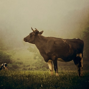 Cow Fine Art Photography
